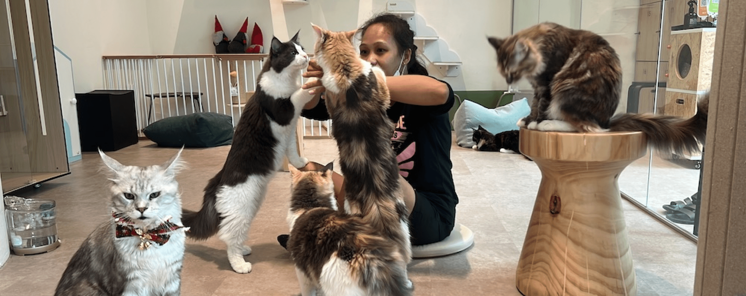 cats-coffee-notion-hero